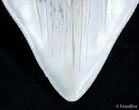 Wide Inch Megalodon Tooth- Bakersfield!!! #2542-3